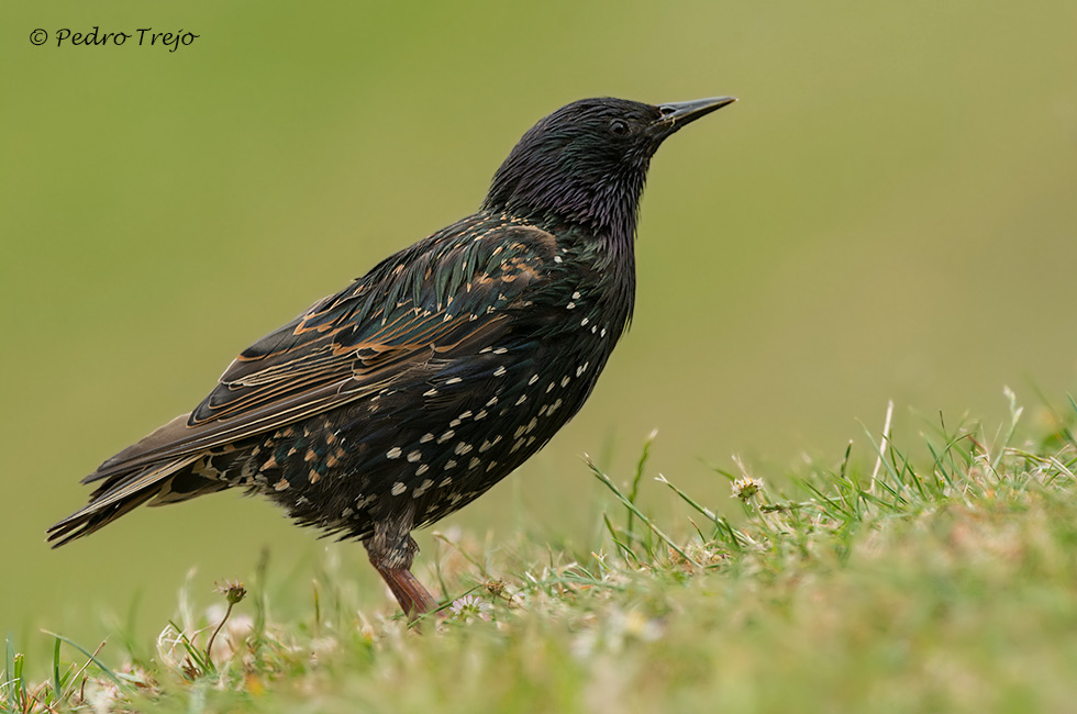 Estornino pinto (Sturnus vulgaris)